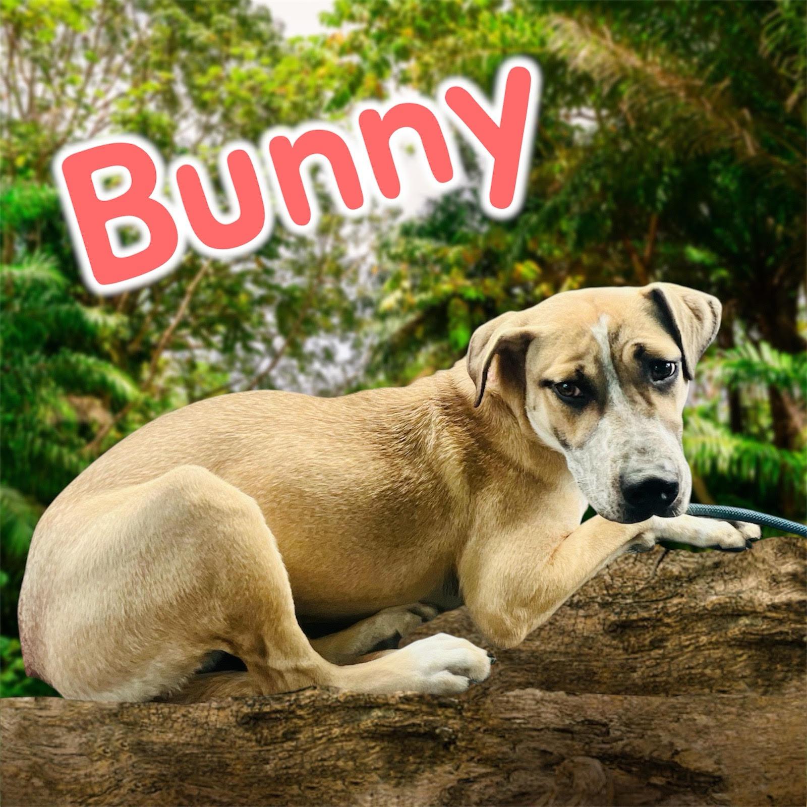 Bunny - SPONSORED ADOPTION