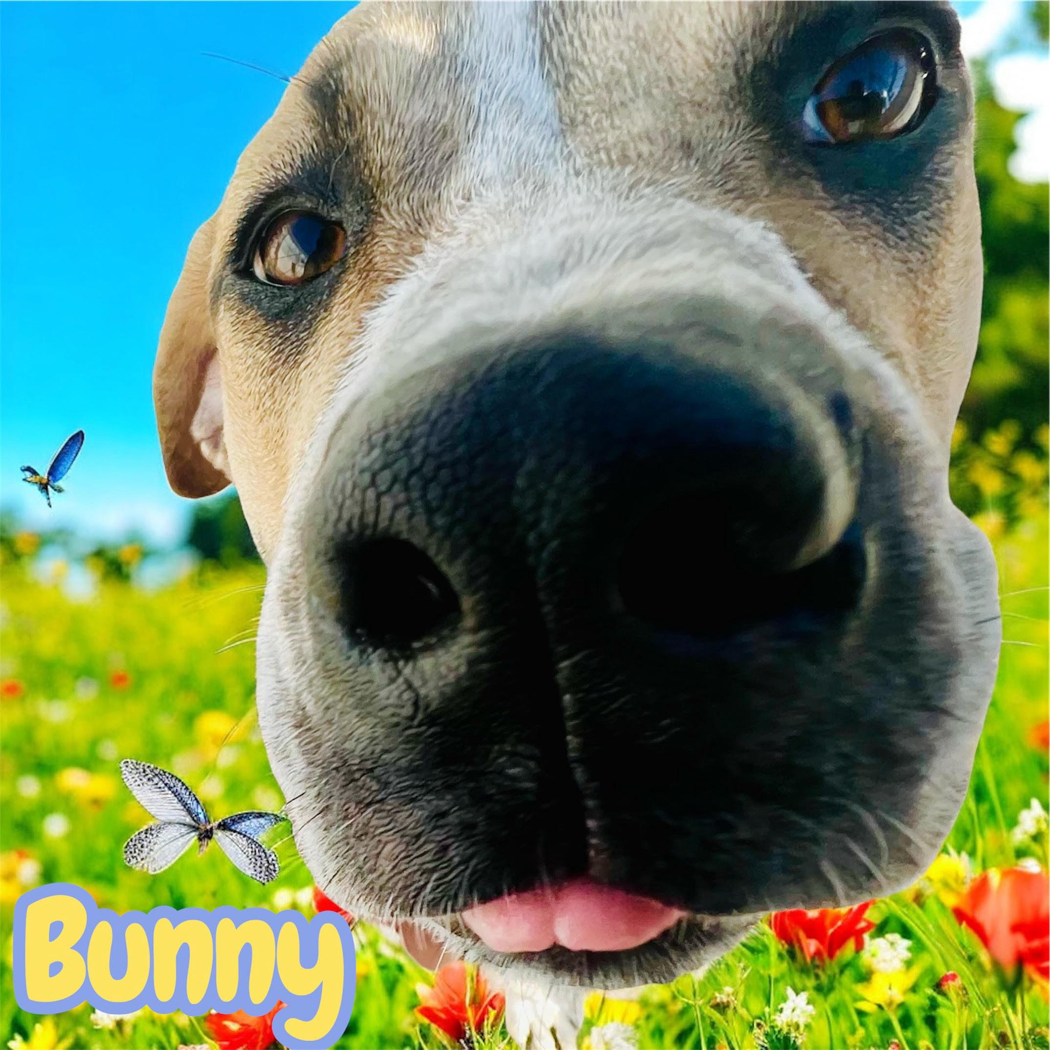 Bunny - SPONSORED ADOPTION