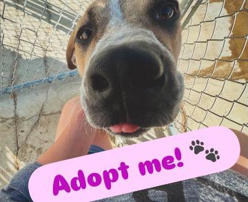 Bunny - SPONSORED ADOPTION