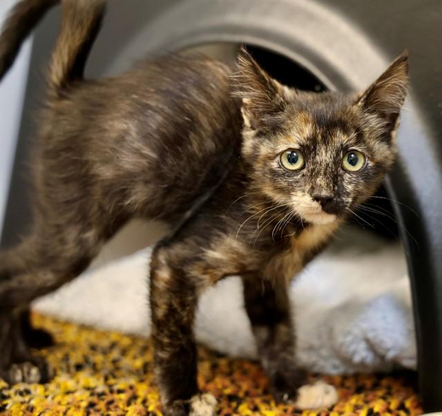 CASSIE, Adoptable, Kitten Female Domestic Short Hair.