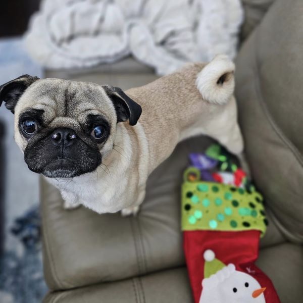 Charlie, adoptable, Young Male Pug.