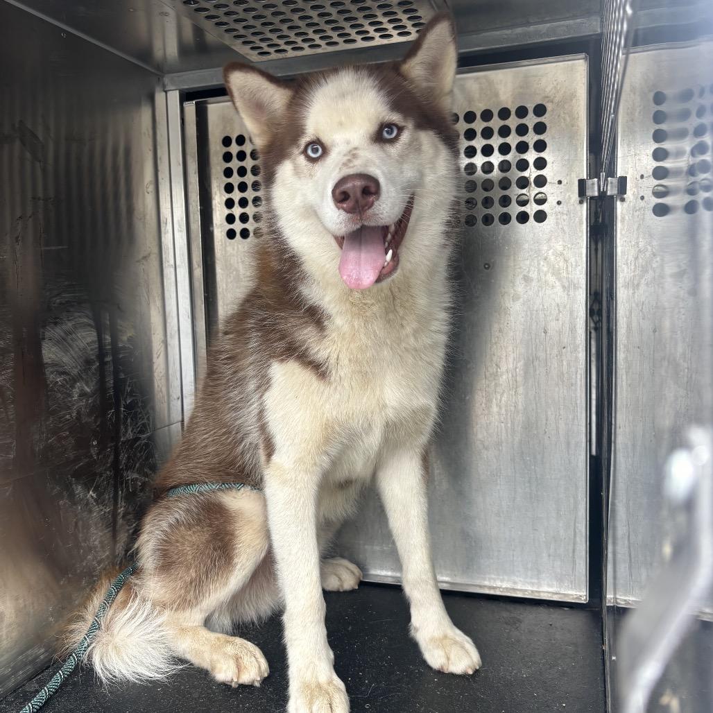 Enlarge Glen, a Adoptable Husky in Birmingham, AL image 1/1