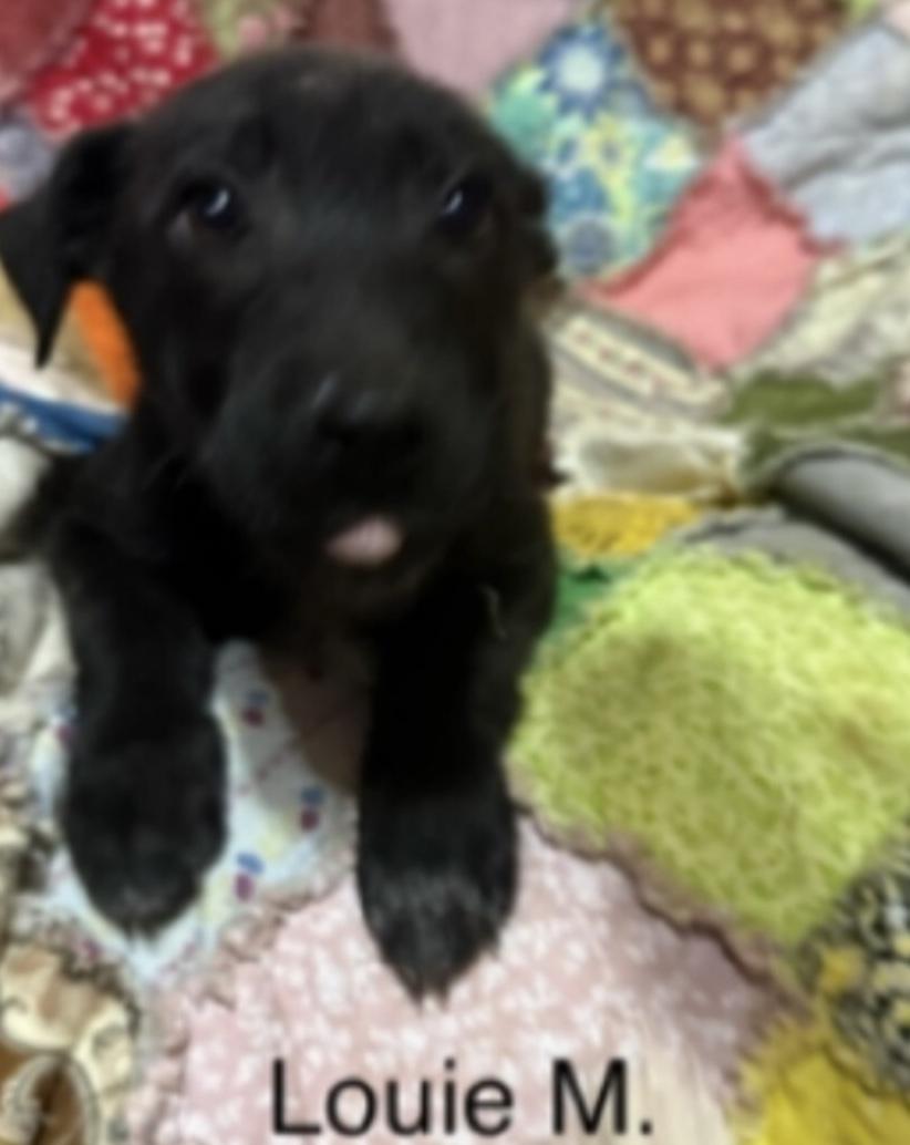 Louie, adoptable, Puppy Male Labrador Retriever & Shepherd.