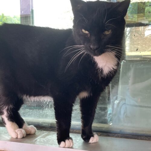 Stitches, a Adoptable Domestic Short Hair in Tipp City, OH image 1/10