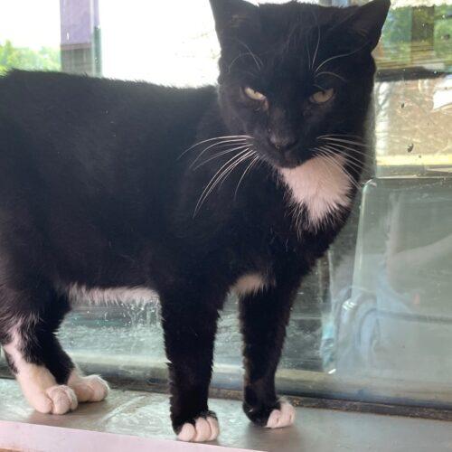 Enlarge Stitches, a Adoptable Domestic Short Hair in Tipp City, OH image 4/5
