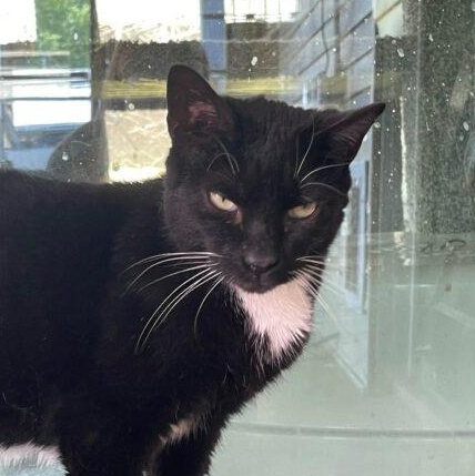 Enlarge Stitches, a Adoptable Domestic Short Hair in Tipp City, OH image 3/5