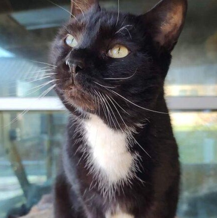 Stitches, Adoptable, Adult Male Domestic Short Hair.