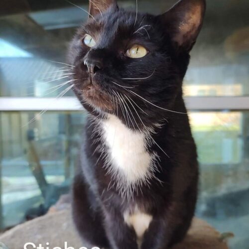 Stitches, a Adoptable Domestic Short Hair in Tipp City, OH image 6/10