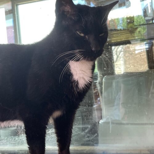 Enlarge Stitches, a Adoptable Domestic Short Hair in Tipp City, OH image 7/10