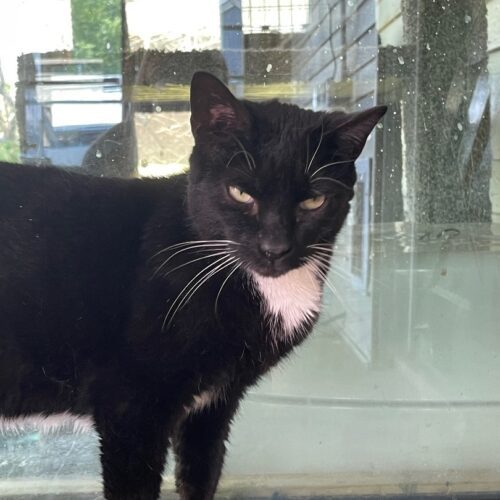 Enlarge Stitches, a Adoptable Domestic Short Hair in Tipp City, OH image 8/10