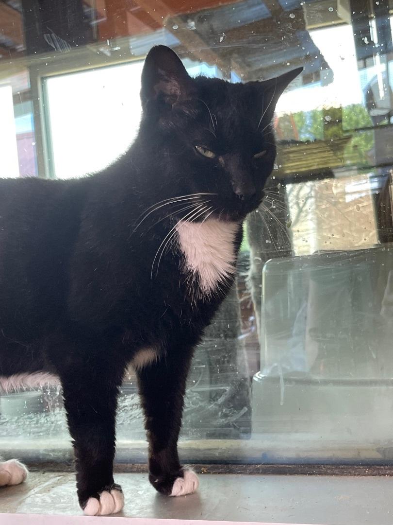 Enlarge Stitches, a Adoptable Domestic Short Hair in Tipp City, OH image 2/5