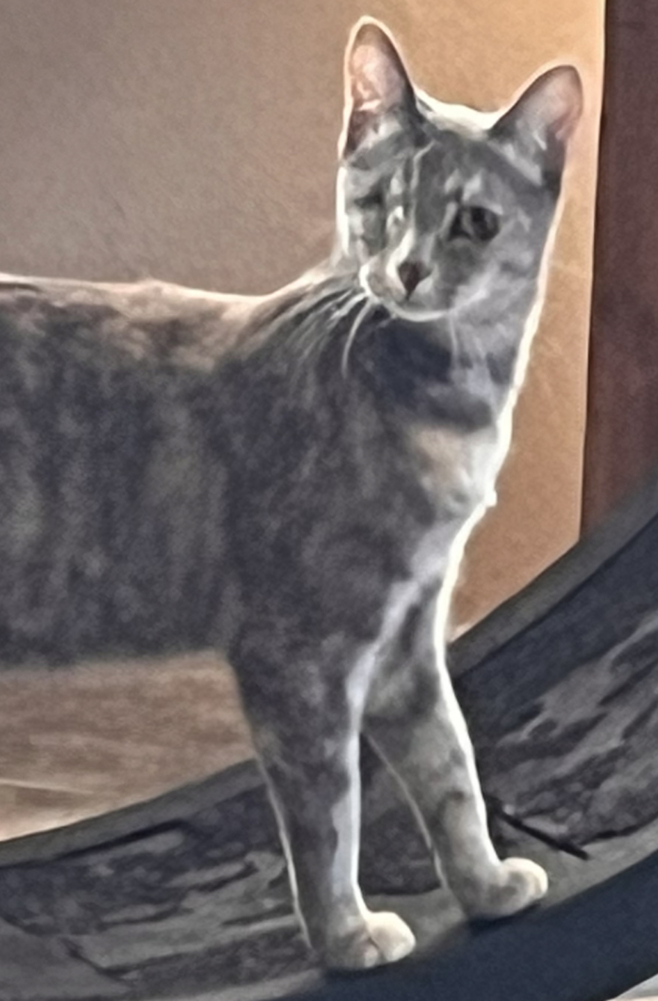 Munchies, Adoptable, Adult Female Domestic Short Hair & American Shorthair.