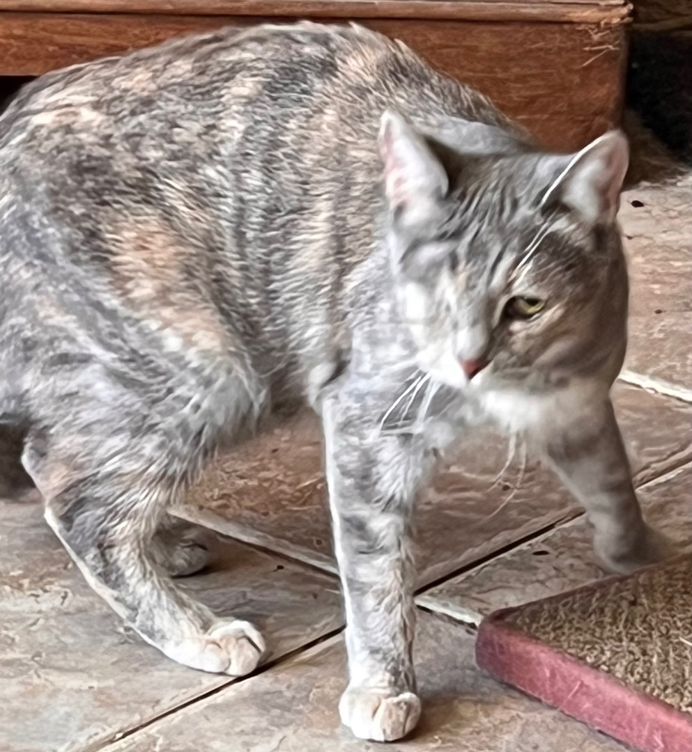 Enlarge Munchies, a Adoptable mixed breed in Moreno Valley, CA image 4/5