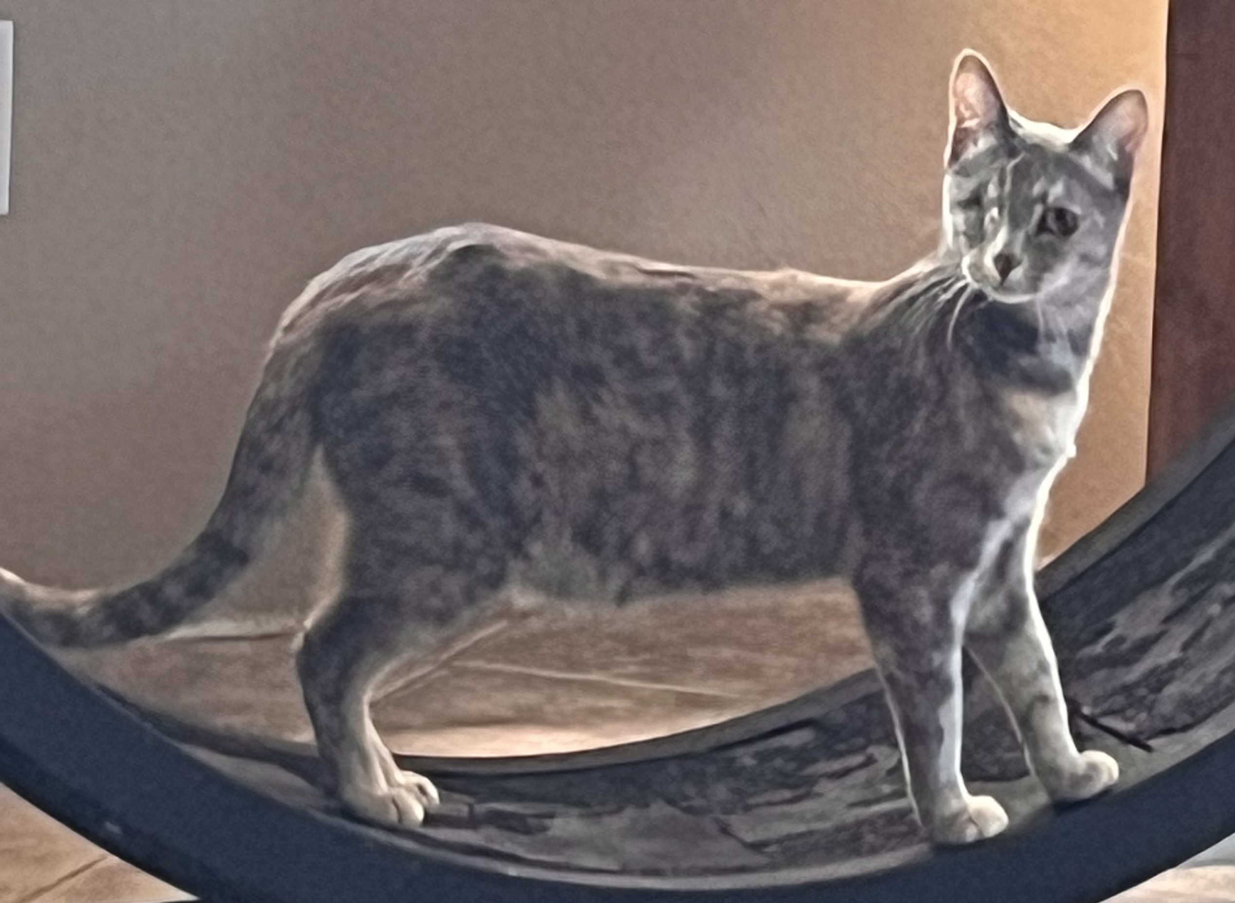 Enlarge Munchies, a Adoptable mixed breed in Moreno Valley, CA image 2/5