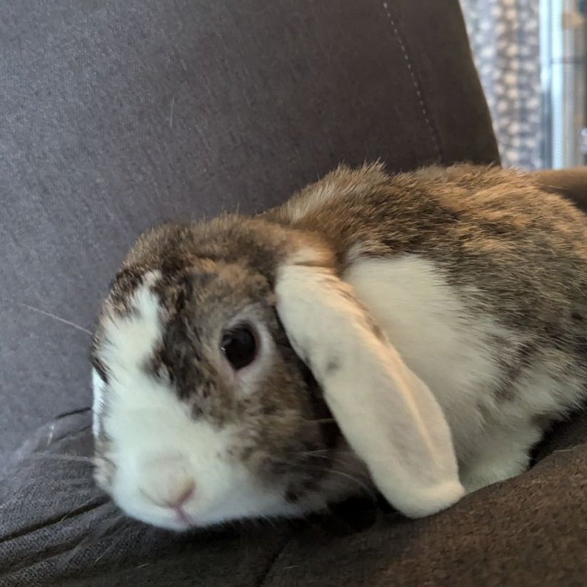 Enlarge Golda, a Adoptable Lop Eared in Pittsburgh, PA image 4/5