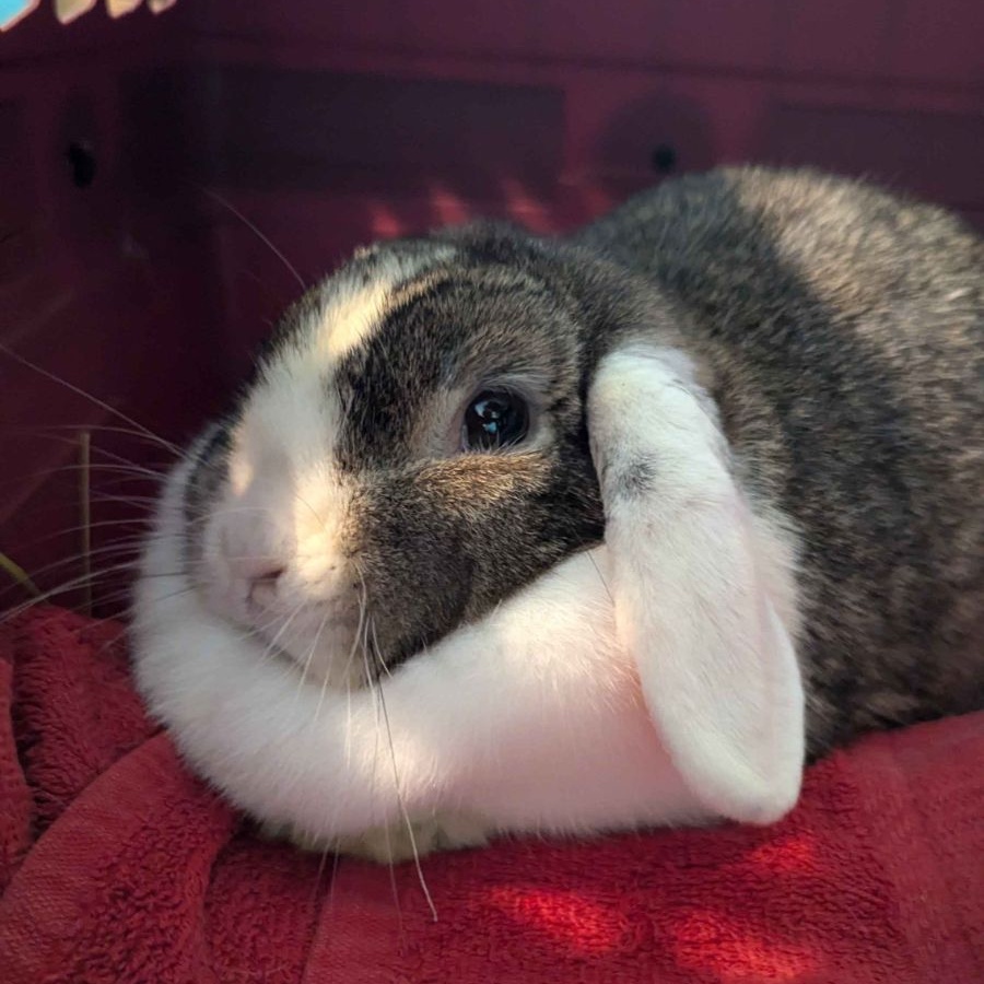 Enlarge Golda, a Adoptable Lop Eared in Pittsburgh, PA image 2/5