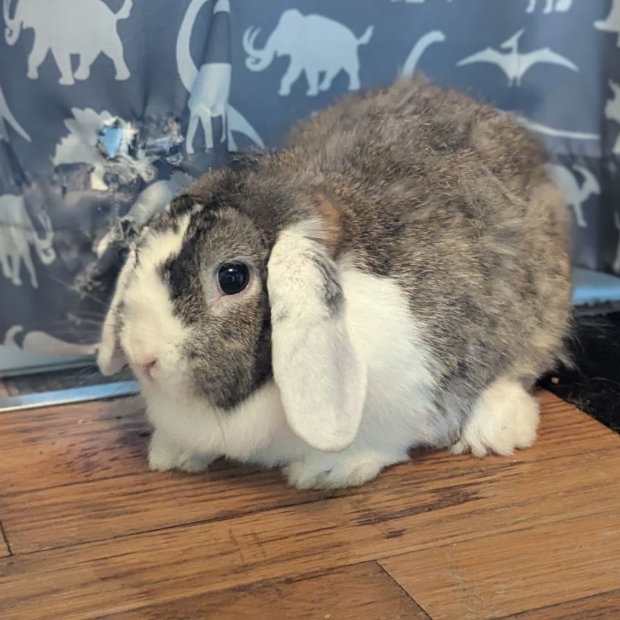 Enlarge Golda, a Adoptable Lop Eared in Pittsburgh, PA image 1/5