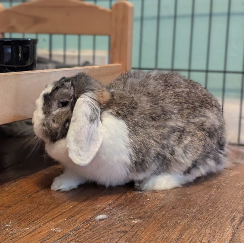 Enlarge Golda, a Adoptable Lop Eared in Pittsburgh, PA image 3/5