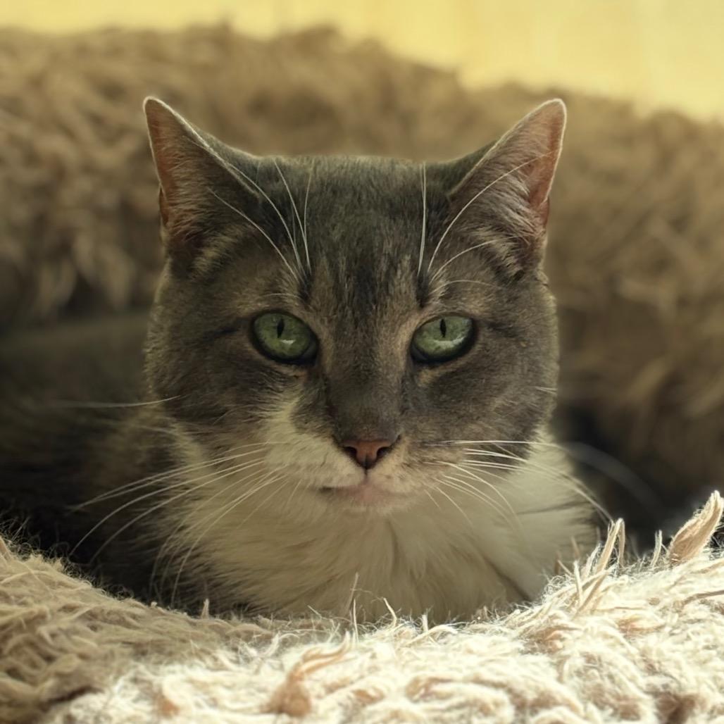 Guinan, a Adoptable Domestic Short Hair in Chicago, IL image 1/2