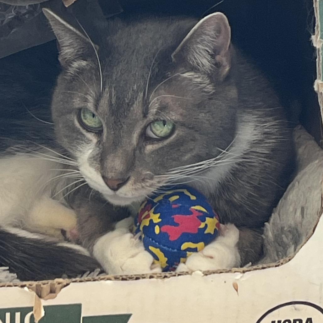 Guinan, a Adoptable Domestic Short Hair in Chicago, IL image 2/2