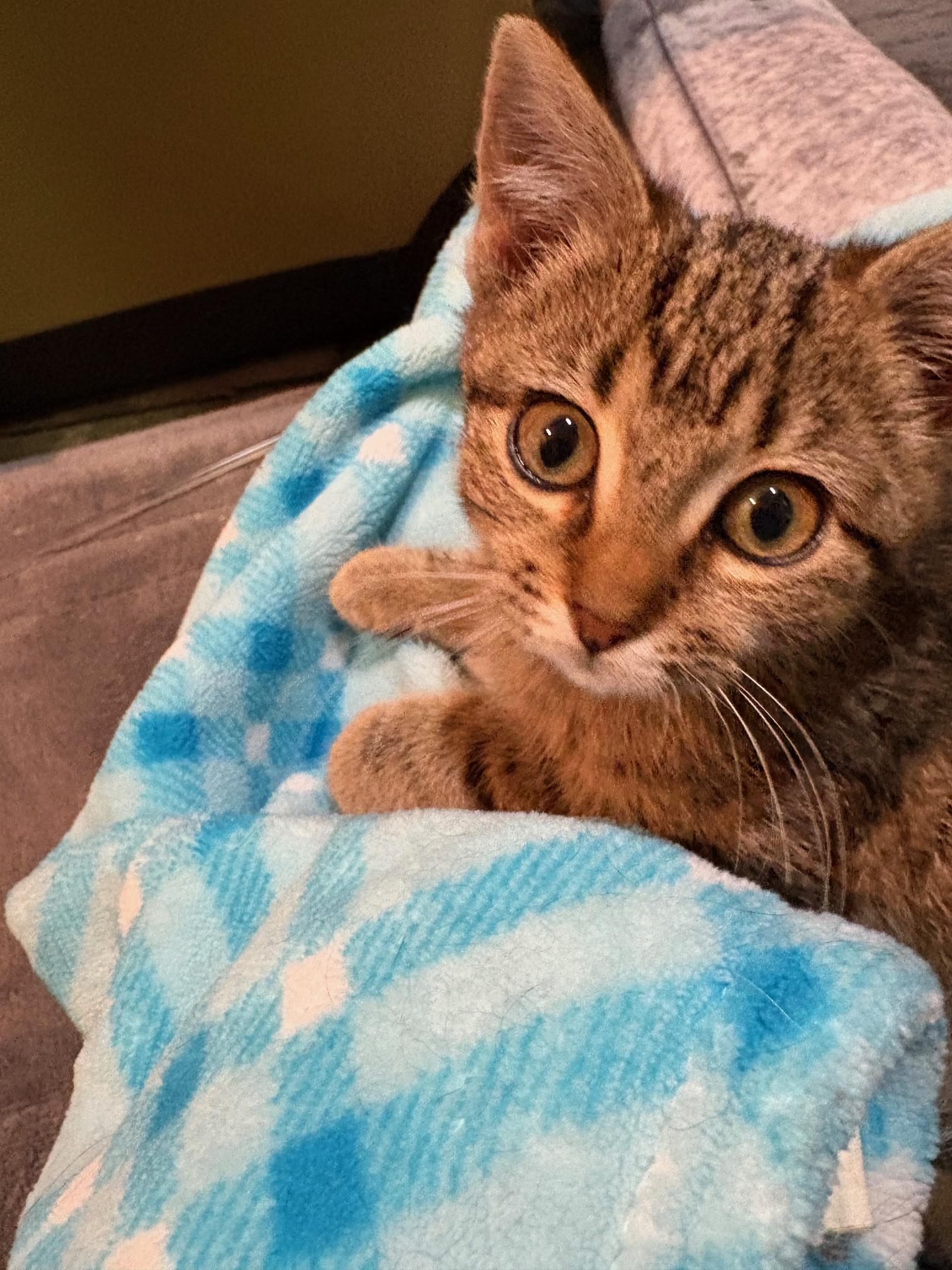 Enlarge kenzy, an adopted Domestic Short Hair in Kenosha , WI image 1/1