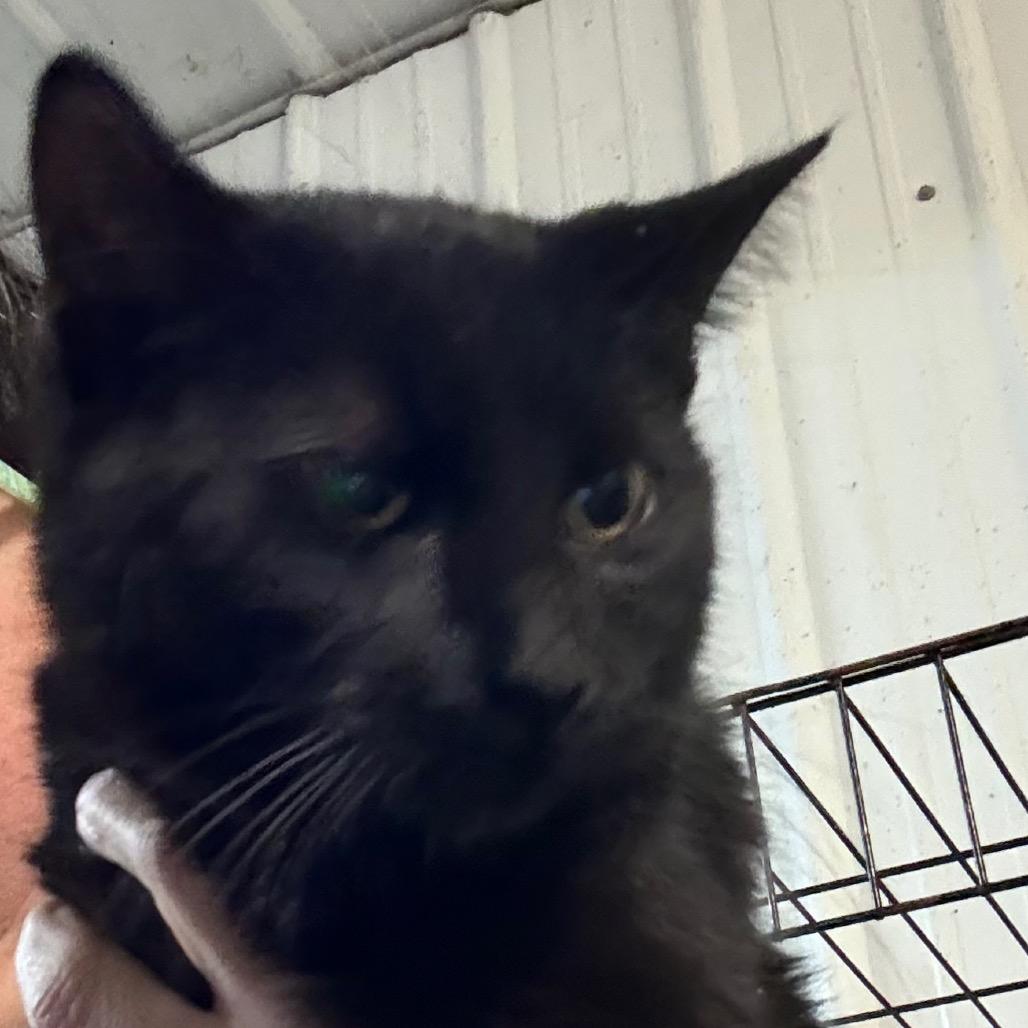 Anise, Adoptable, Adult Female Domestic Short Hair.