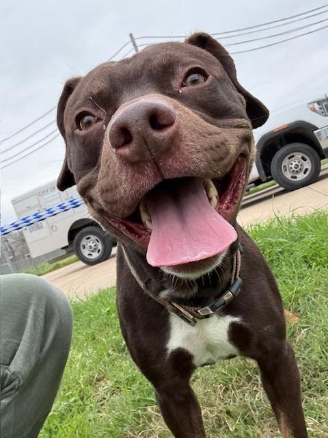 Rosco, Adoptable, Adult Male Pit Bull Terrier.