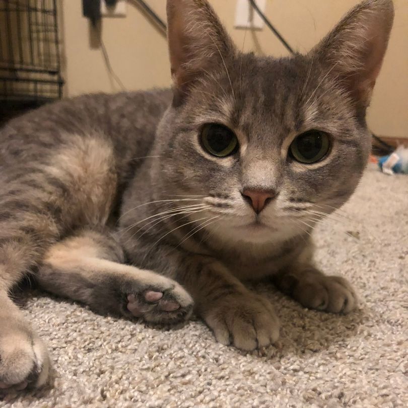 Firefly, Adoptable, Adult Female Domestic Short Hair.