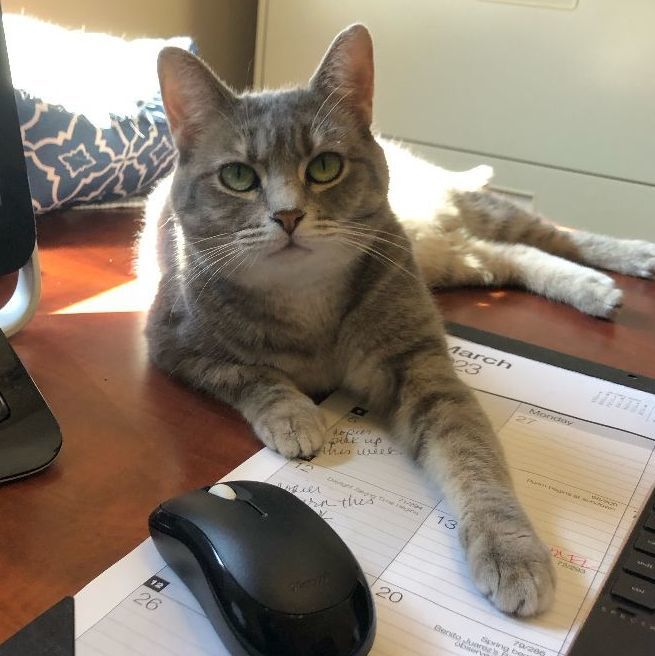 Firefly, Adult Female Domestic Short Hair