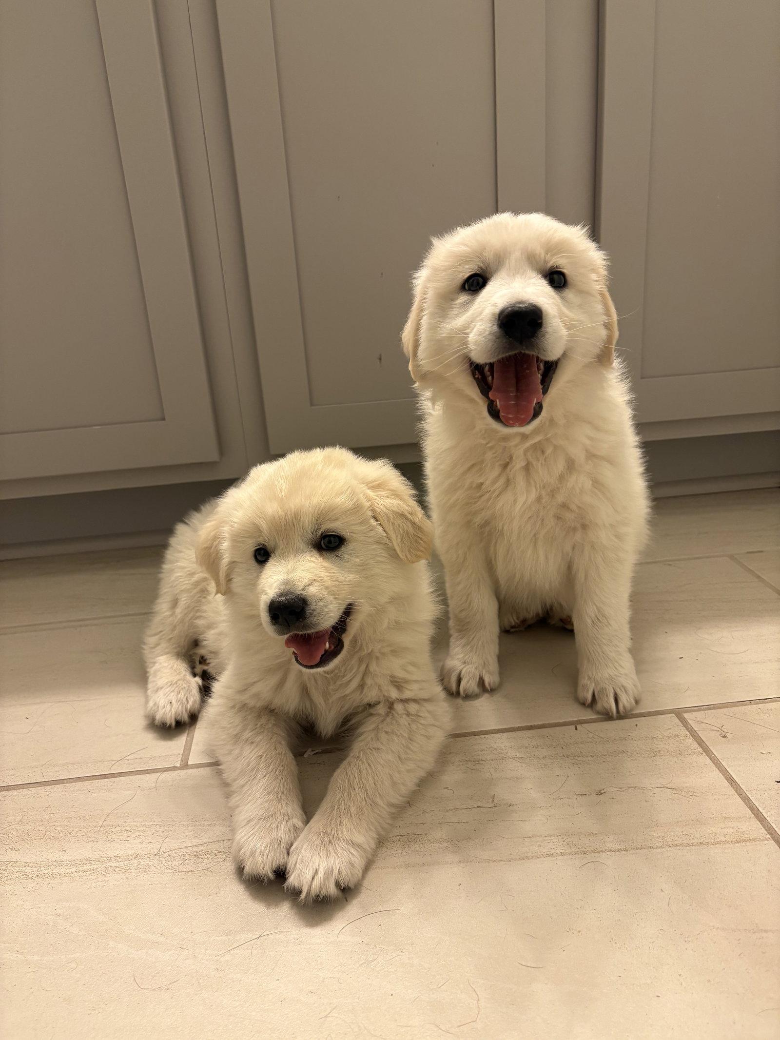 Grits, Adopted, Puppy Female Great Pyrenees.