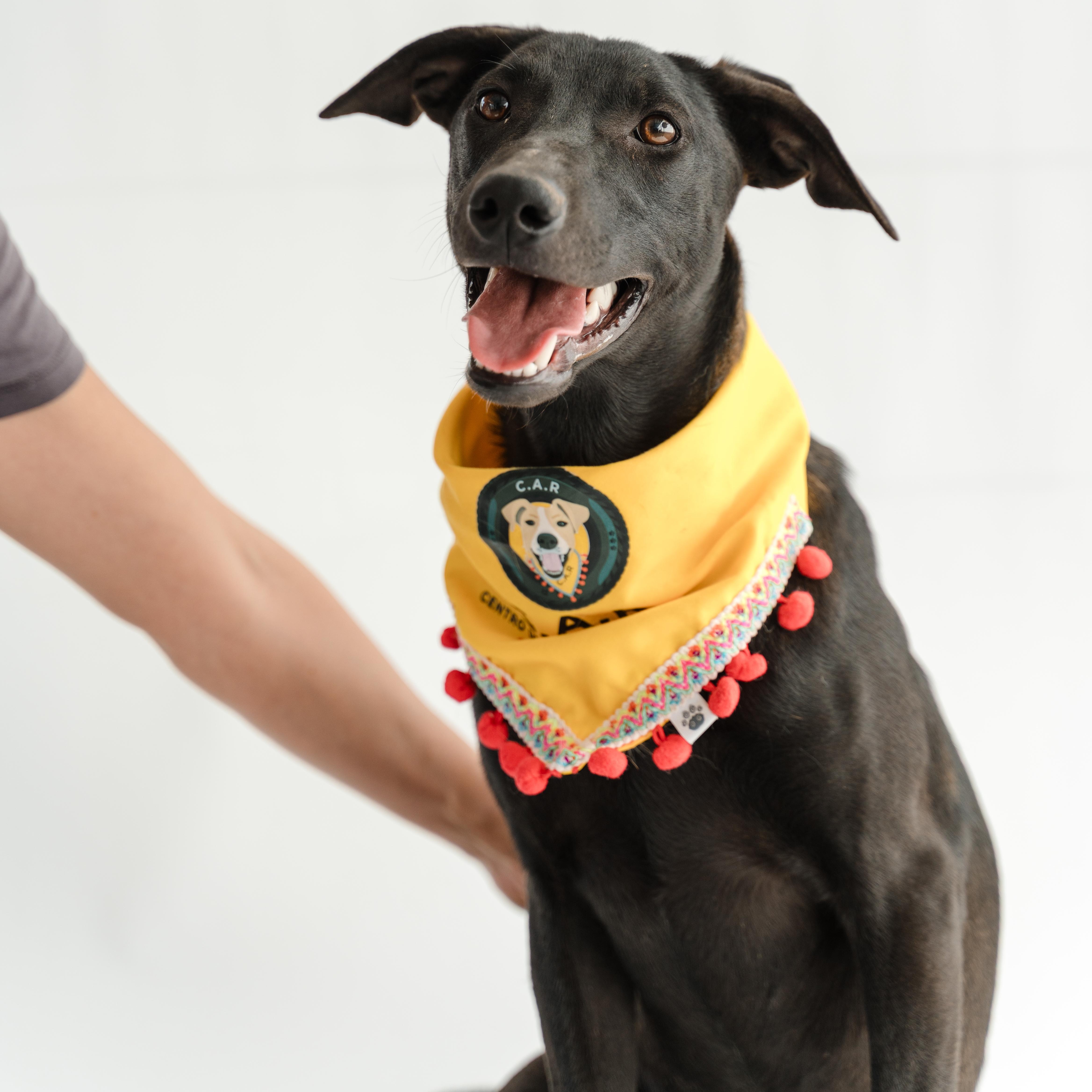 Enlarge Gigi, a Adoptable mixed breed in Manvel, TX image 2/6