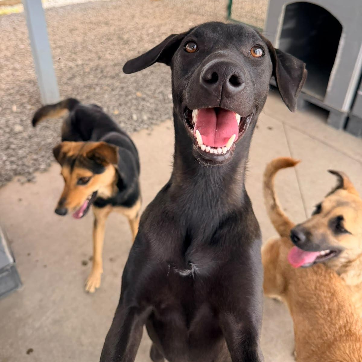 Enlarge Gigi, a Adoptable mixed breed in Manvel, TX image 4/6
