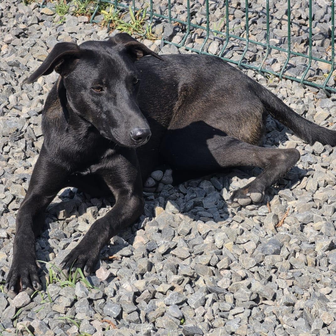 Enlarge Gigi, a Adoptable mixed breed in Manvel, TX image 5/6