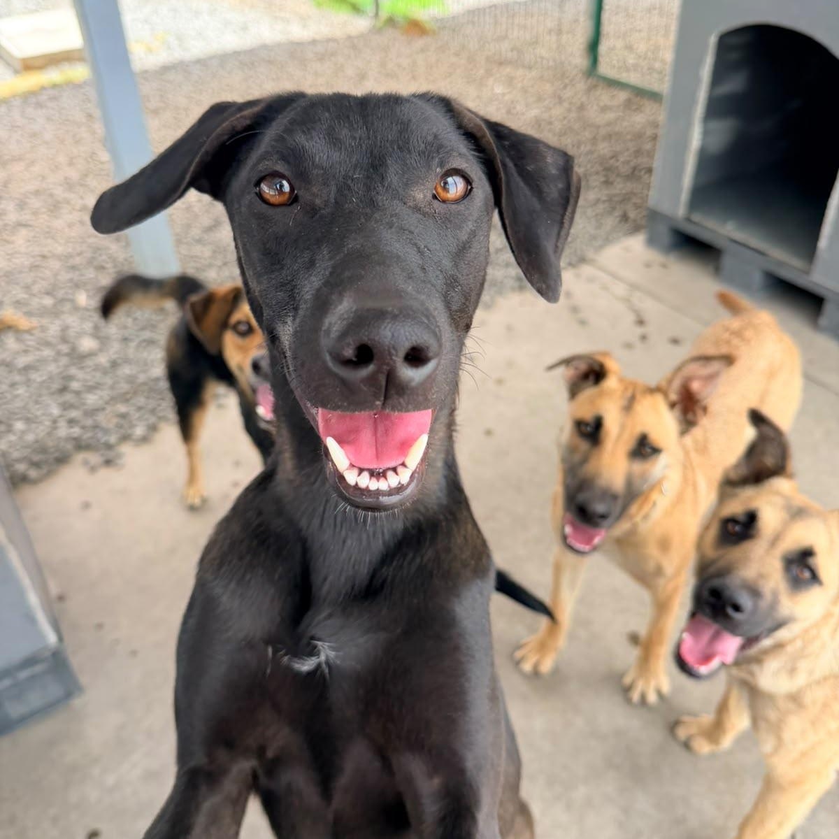 Enlarge Gigi, a Adoptable mixed breed in Manvel, TX image 1/6