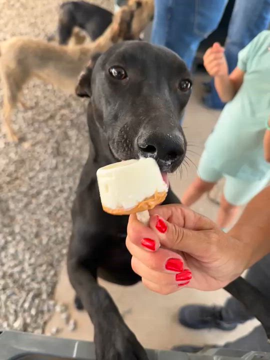 Enlarge Gigi, a Adoptable mixed breed in Manvel, TX video 6/6