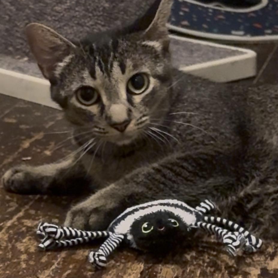 BAMBI, Adoptable, Young Female Abyssinian & Domestic Short Hair.
