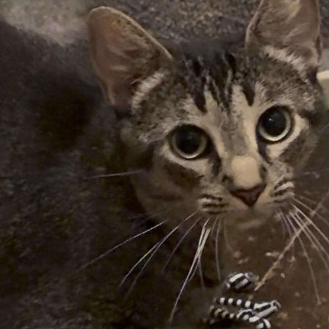 Enlarge BAMBI, a Adoptable mixed breed in Columbus, OH image 4/6
