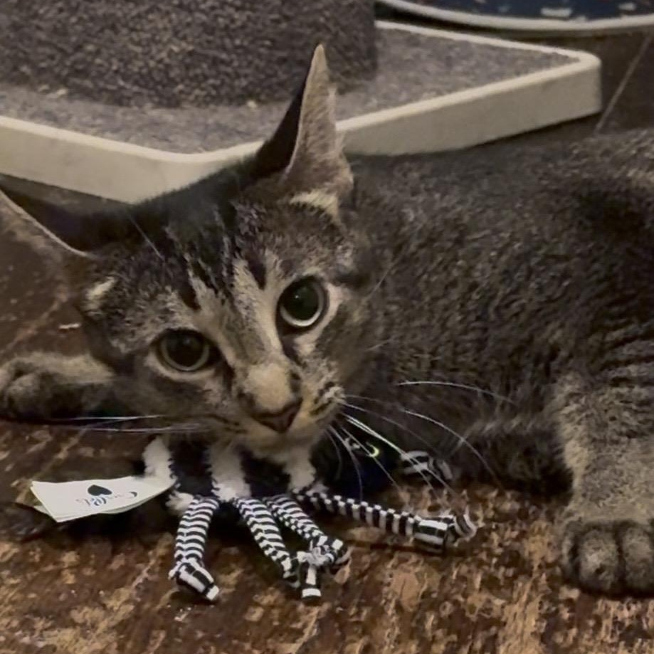 Enlarge BAMBI, a Adoptable mixed breed in Columbus, OH image 3/6