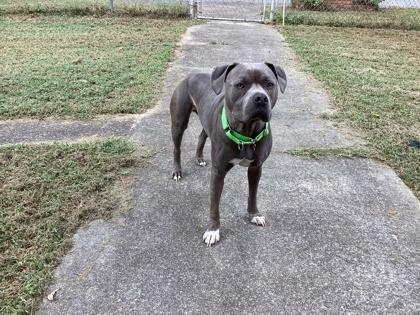 Tito Ali, Adoptable, Adult Male Mixed Breed & Mixed Breed.