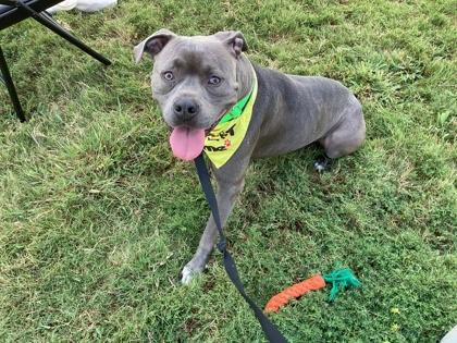 Enlarge Tito Ali, a Adoptable Mixed Breed in Atlanta, GA image 2/3