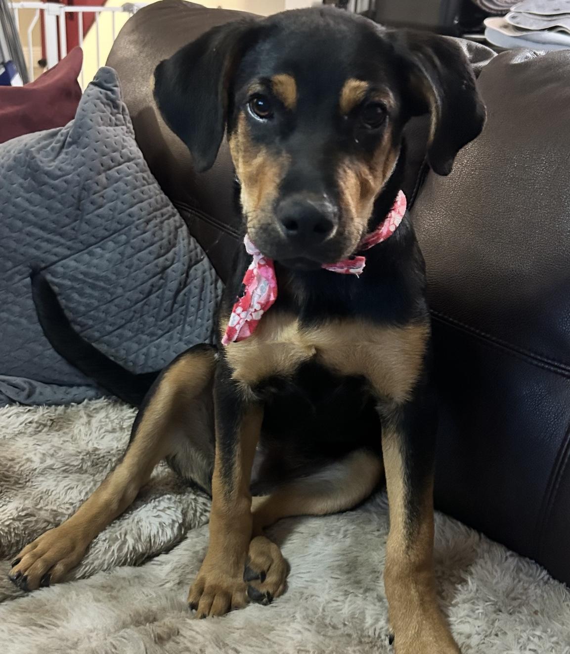 Enlarge Chop Chop, an adopted mixed breed in Palm springs, FL image 1/2