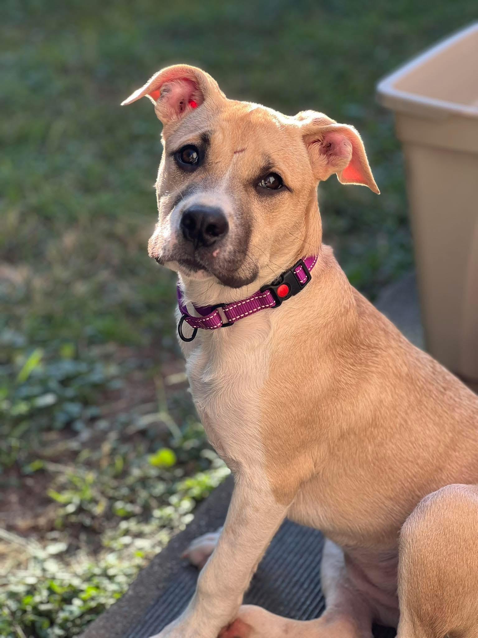 Sheila