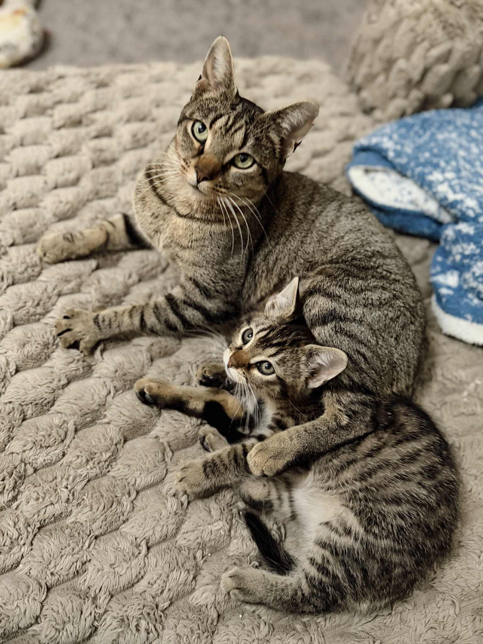 Enlarge Dolly, a ADOPTABLE Domestic Short Hair in Campbellsville, KY image 3/4