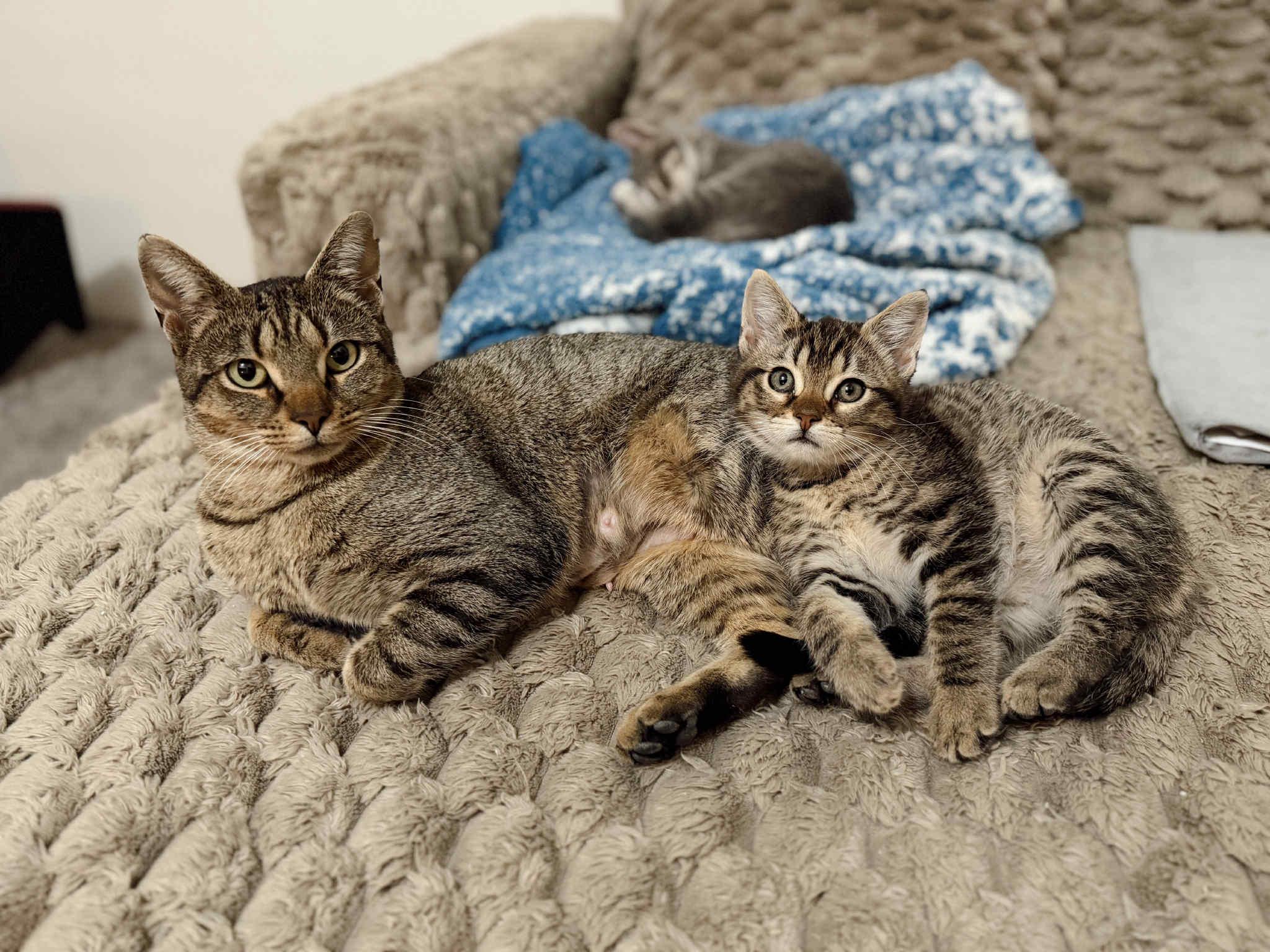 Enlarge Dolly, a ADOPTABLE Domestic Short Hair in Campbellsville, KY image 4/4