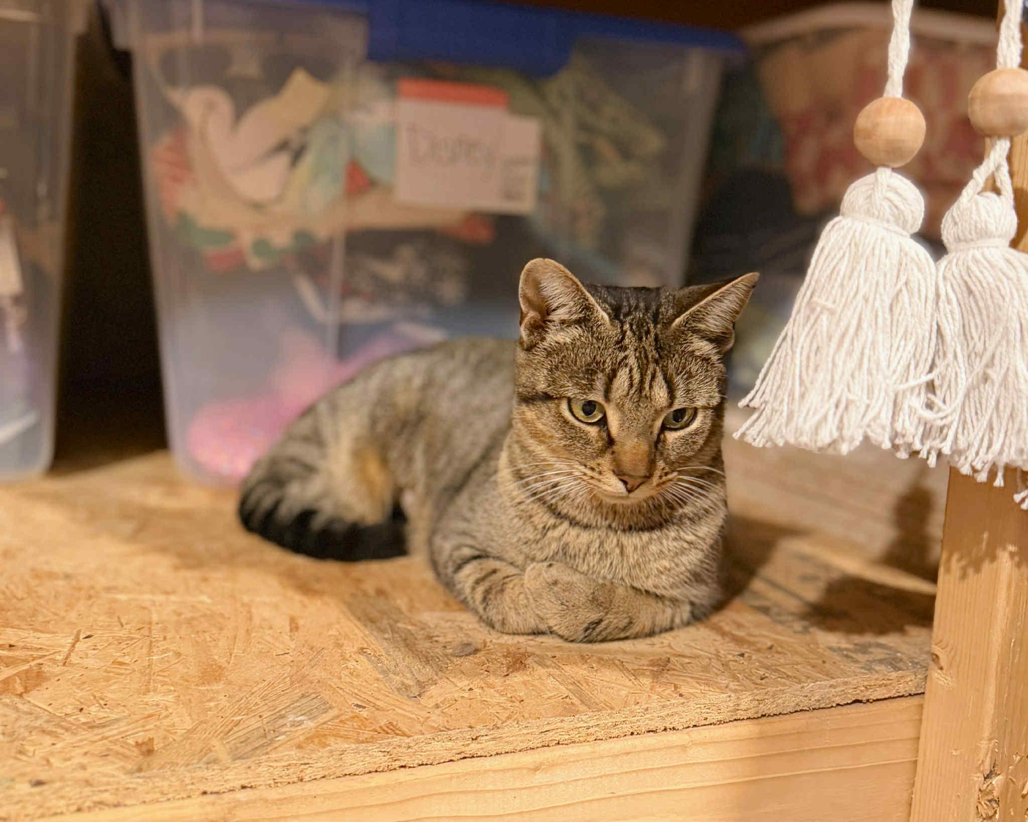 Enlarge Dolly, a ADOPTABLE Domestic Short Hair in Campbellsville, KY image 2/4