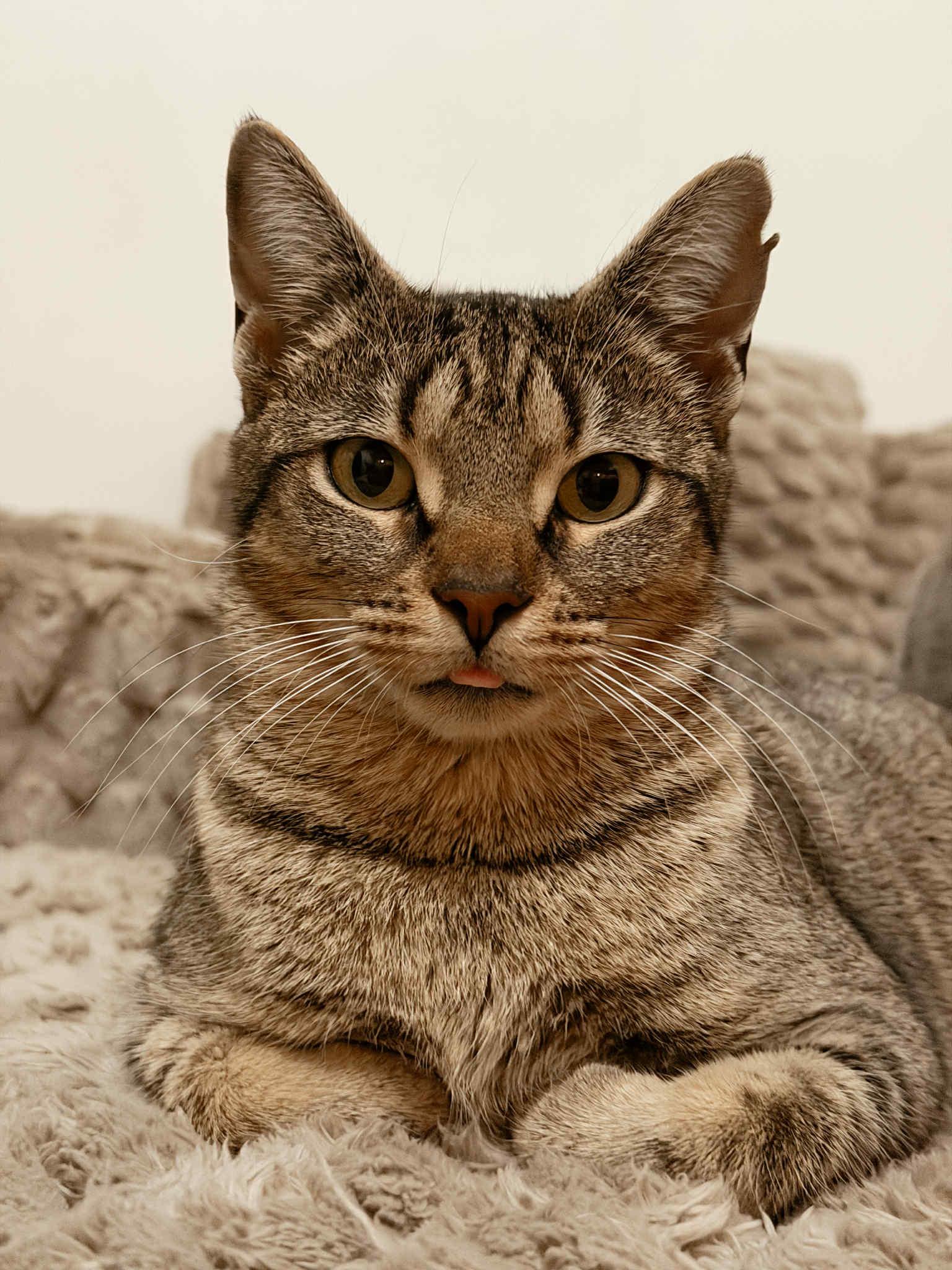 Enlarge Dolly, a ADOPTABLE Domestic Short Hair in Campbellsville, KY image 1/4