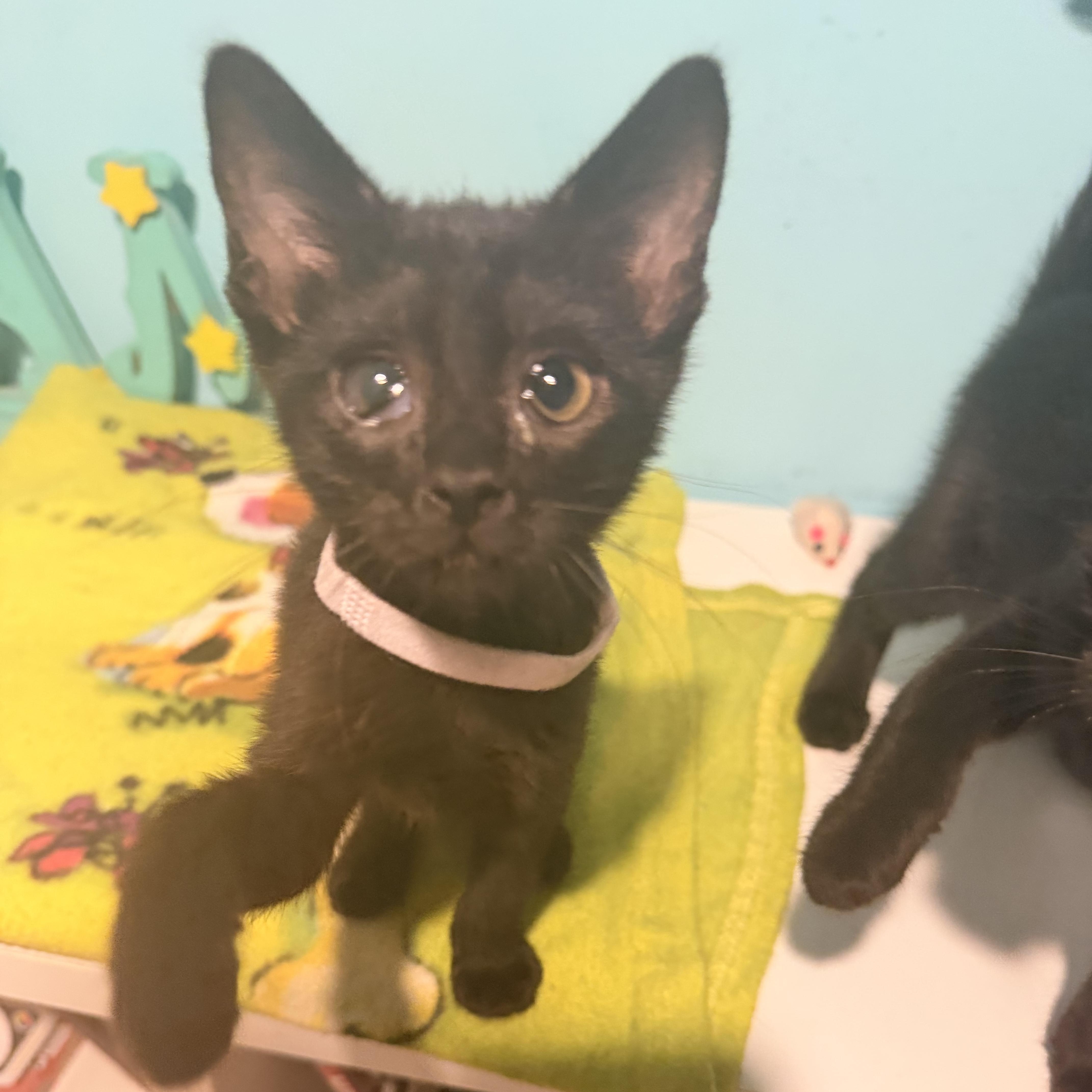Tink, ADOPTABLE, Kitten Female Domestic Short Hair.