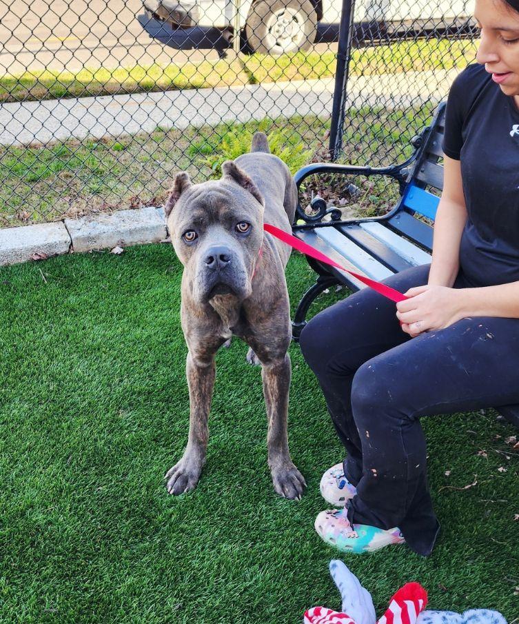 Cypress, a Adoptable Cane Corso in Perth Amboy, NJ image 1/4