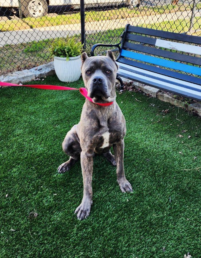 Cypress, a Adoptable Cane Corso in Perth Amboy, NJ image 2/4