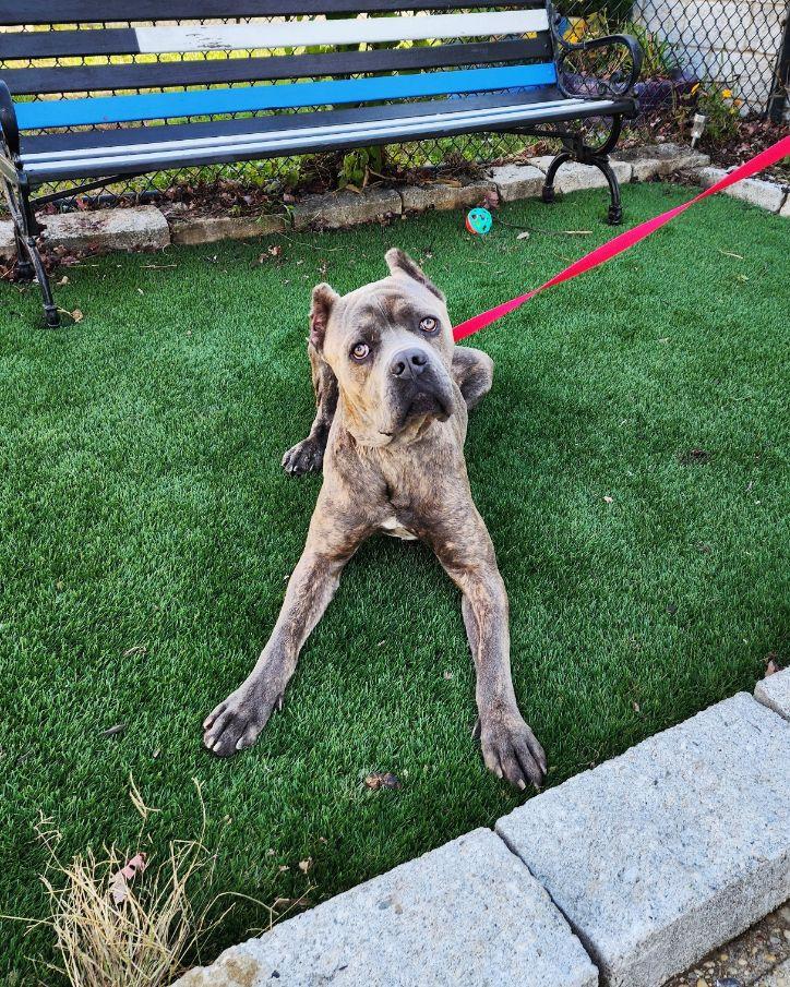 Cypress, a Adoptable Cane Corso in Perth Amboy, NJ image 3/4